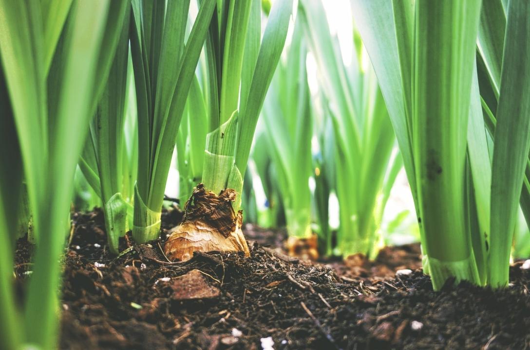 selenium in soil affects intake on a vegan diet